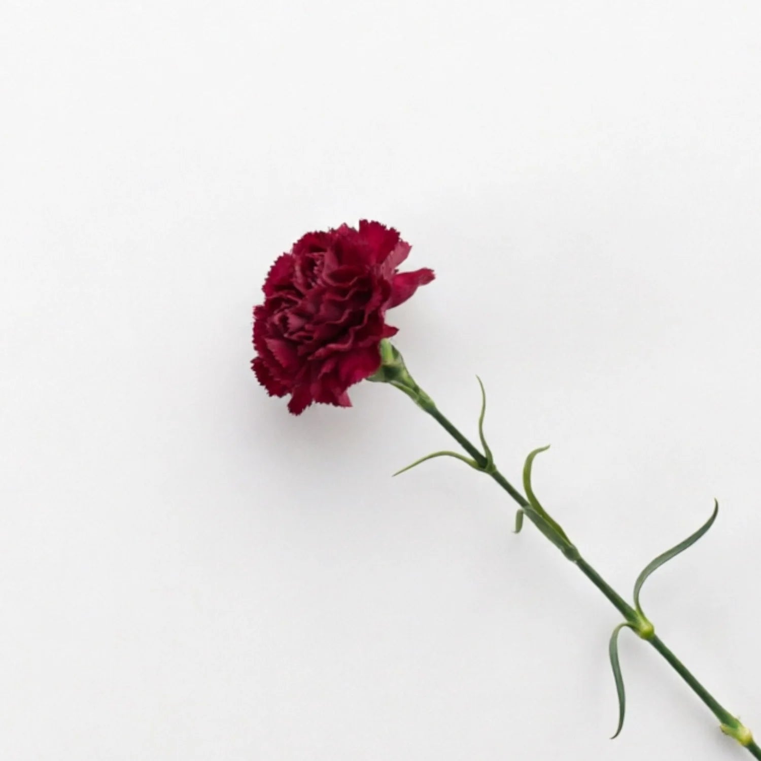 Lyliara Single Bloom Faux Carnation