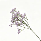 Lyliara Faux Gypsophila
