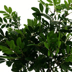 Lyliara Faux Osmanthus