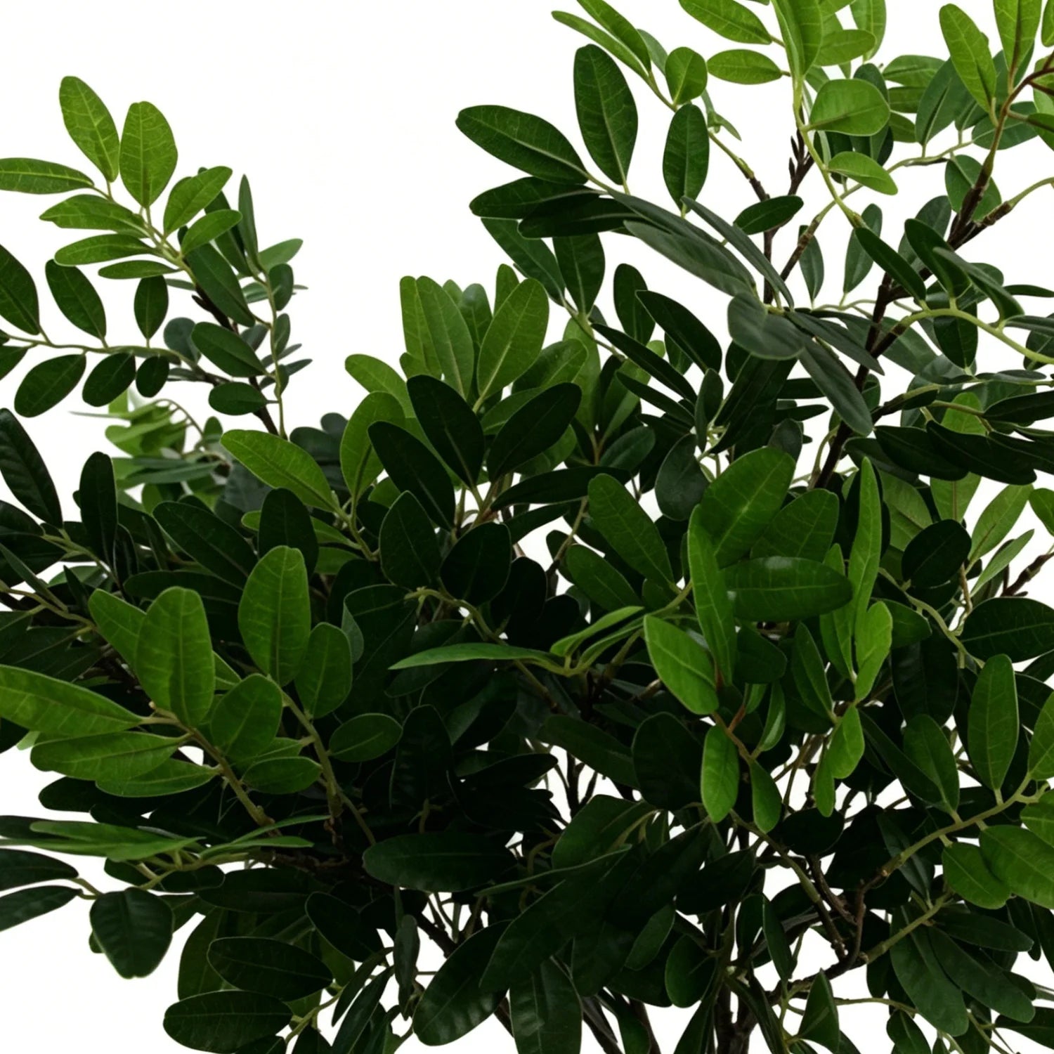 Lyliara Faux Osmanthus