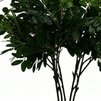 Lyliara Faux Osmanthus