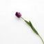 Lyliara Single Bloom Faux Tulip